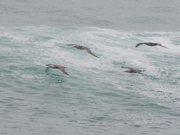 <h3><a href="/trips/marokko/biota/animalia/chordata/aves/016 suliformes/002 sulidae/morus bassanus/morus bassanus-nl.html">Morus&nbsp;bassanus</a> / Northern&nbsp;gannet / Jan‑van‑gent</h3>OM-1 Mark II met OLYMPUS M.150-400mm F4.5 TC, 1/2000 sec  bij F5.6, ISO 500, afstand 193&nbsp;m